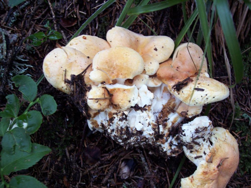 Polyporus squamosus ??? (Bondarzewia montana)
